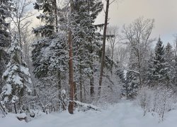Zasypana śniegiem droga w lesie