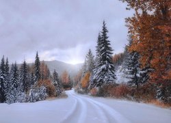 Zasypana śniegiem droga w zimowym lesie