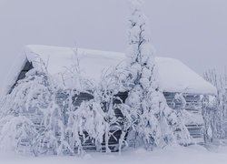 Zasypana śniegiem szopa i drzewa