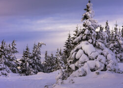 Zasypane śniegiem świerki na wzgórzu