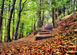 Zasypane liśćmi schody w lesie
