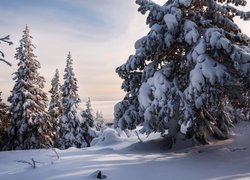 Zasypane śniegiem drzewa i rośliny