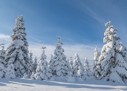 Zima, Ośnieżone, Drzewa iglaste