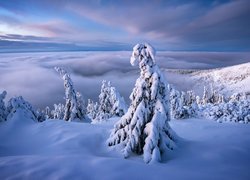 Zasypane śniegiem drzewa na tle gęstej mgły nad górami