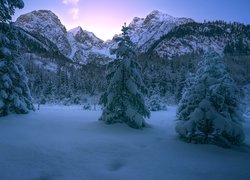 Zasypane śniegiem drzewa na tle ośnieżonych gór