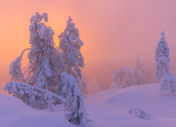Zasypane śniegiem drzewa na tle zamglonego o poranku nieba