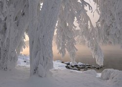 Zasypane śniegiem drzewa nad zamglonym jeziorem