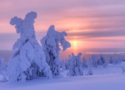 Zasypane śniegiem drzewa o wschodzie słońca