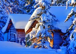 Zasypane śniegiem drzewa obok domów w lesie