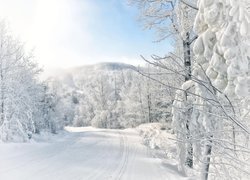 Zasypane śniegiem drzewa przy leśnej drodze