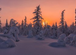 Zima, Drzewa, Las, Śnieg, Zaspy, Wieczór, Zachód słońca