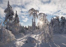 Zasypane śniegiem drzewa w promieniach słońca
