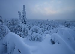 Zima, Ośnieżone, Drzewa, Rezerwat Valtavaara, Laponia, Finlandia