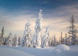 Zasypane śniegiem drzewa w zaspach na tle nieba