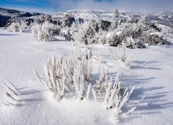 Zasypane śniegiem rośliny i krzewy w słonecznym blasku