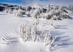 Zima, Śnieg, Krzewy, Drzewa