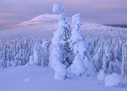 Zima, Ośnieżone, Drzewa, Świerki, Zaspy, Wzgórze