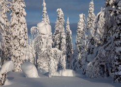 Zasypany śniegiem las świerkowy