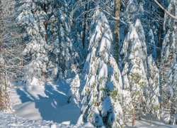Zasypany śniegiem las w słonecznym blasku