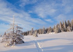 Zima, Las, Świerki, Śnieg, Ścieżka, Chmury