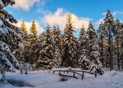 Zasypany śniegiem mostek w lesie