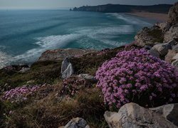 Morze Celtyckie, Zatoka Pen Hat, Plaża, Skały, Fioletowe, Kwiaty, Finistere, Bretania, Francja