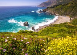 Stany Zjednoczone, Kalifornia, Big Sur Beach,  Wybrzeże, Morze, Zatoka, Kwiaty, Skały, Plaża, Wzgórza, Góry