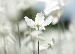 Zawilec wielkokwiatowy, Biały, Kwiat
