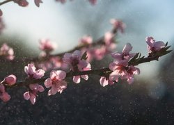 Zbliżenie gałązki z różowymi kwiatami