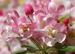 Zbliżenie różowych kwiatów drzewa owocowego
