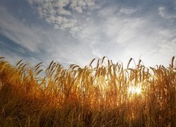 Zboże w promieniach słońca