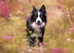 Border collie, Łąka, Kwiaty