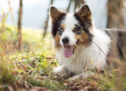 Border collie, Pyszczek, Język, Łąka, Trawa