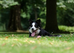 Zdyszany border collie odpoczywa na trawie