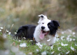 Zdyszany border collie podczas zabawy na kwiatowej łące