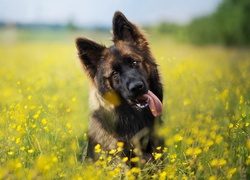 Pies, Owczarek niemiecki, Łąka, Kwiaty