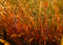 Źdźbla trawy w blasku słońca