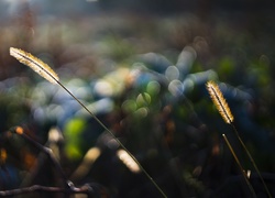 Źdźbła trawy w blasku światła na rozmytym tle