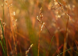 Źdźbła trawy w promieniach słonecznych