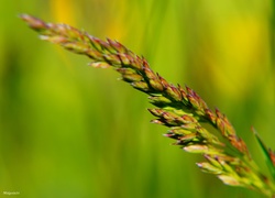 Źdźblo trawy z nasionami w makro na rozmytym tle