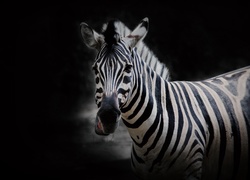 Zebra, Głowa, Czarne, Tło