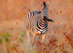 Zebra, Łąka, Rośliny