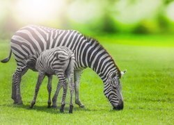 Zebra ze źrebakiem na trawie