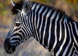 Zebra, Profil