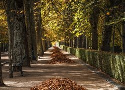 Jesień, Zebrane, Liście, Drzewa, Ławki, Park