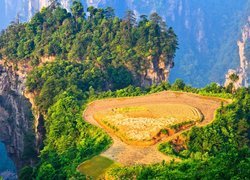 Skały, Drzewa, Zhangjiajie National Forest Park, Rezerwat Wulingyuan, Hunan, Chiny