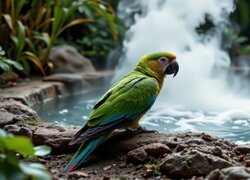 Zielona ara na kamieniu nad oczkiem wodnym