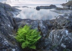 Jezioro Ładoga, Skały, Zielona, Paproć, Karelia, Rosja