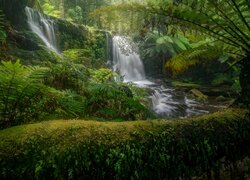 Zielona roślinność i paprocie przy wodospadzie