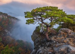 Zielona sosna na skale na tle zamglonych gór